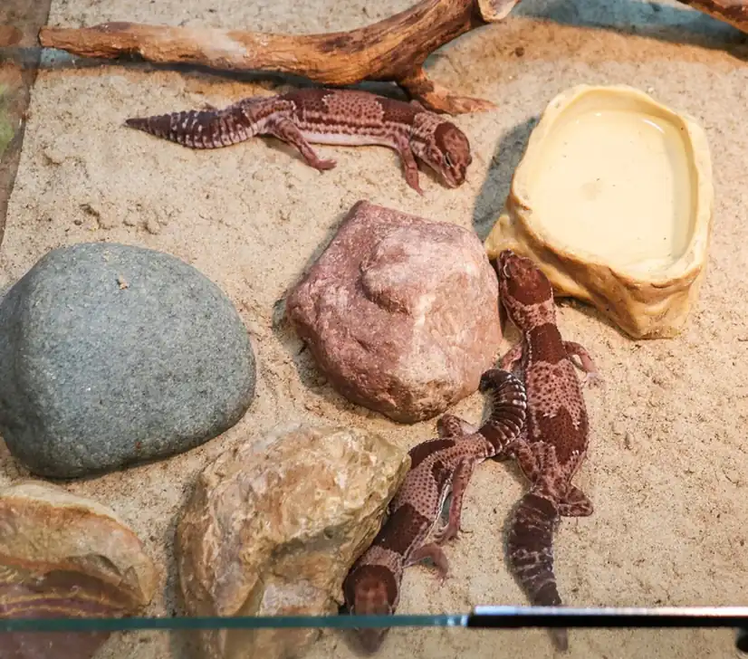 Three African fat-tailed geckos with banded bodies in a zoo display enclosure.