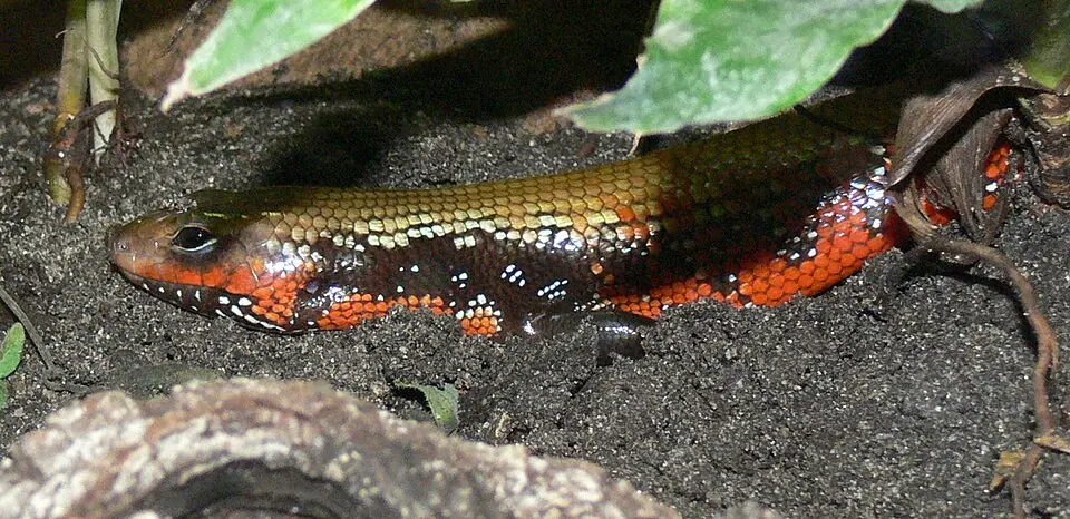 An African fire skink on dark soil, showing its orange-red flanks.