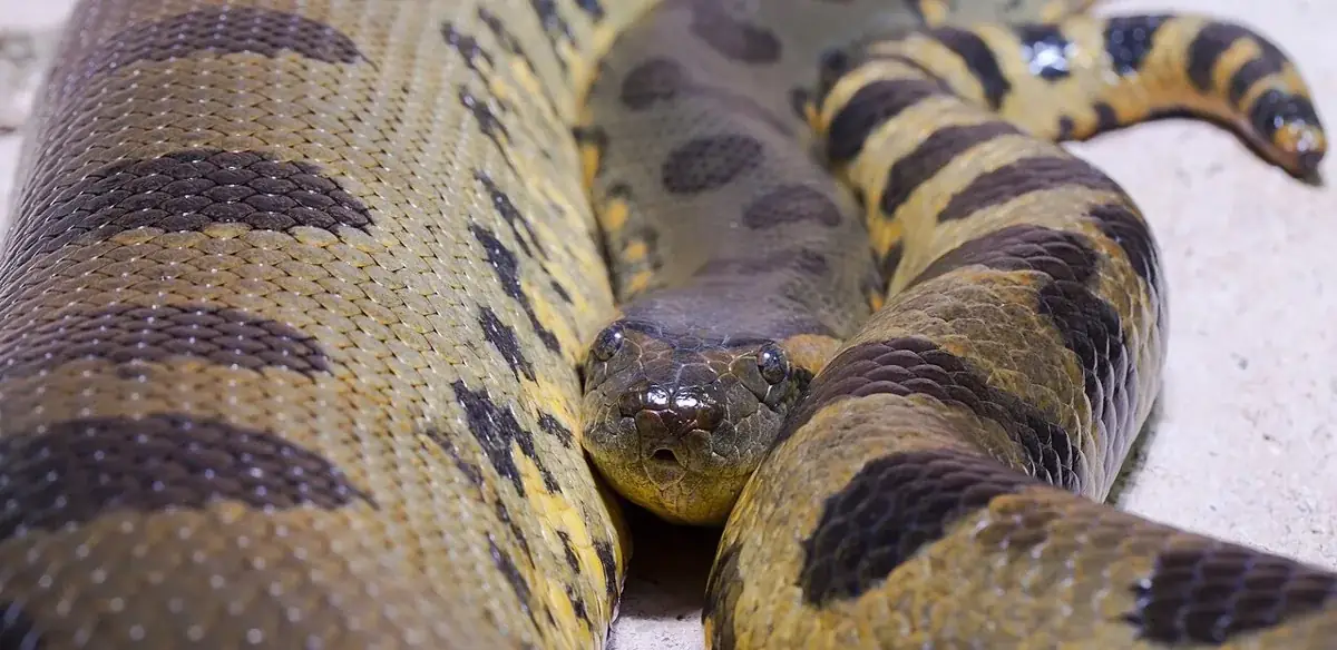 Green anaconda resting with its head between broad spotted coils.