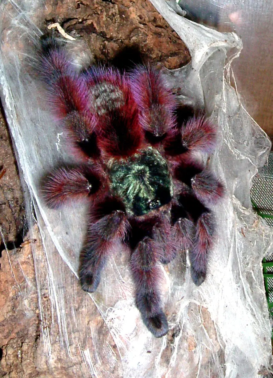 A colorful Antilles pinktoe tarantula resting against a silk-lined vertical surface.
