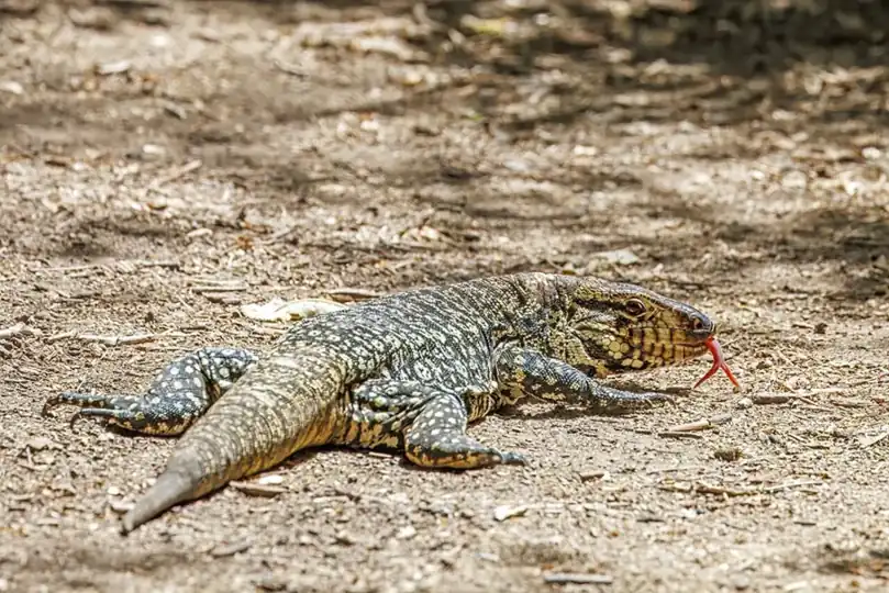 Argentine black-and-white tegu walking across dry soil with its red forked tongue extended.