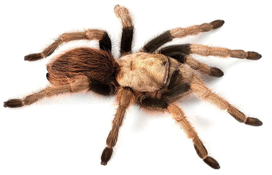 A female Arizona blonde tarantula photographed from above against a white background.