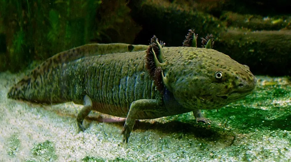 A dark axolotl resting underwater, with external gills visible beside its head.