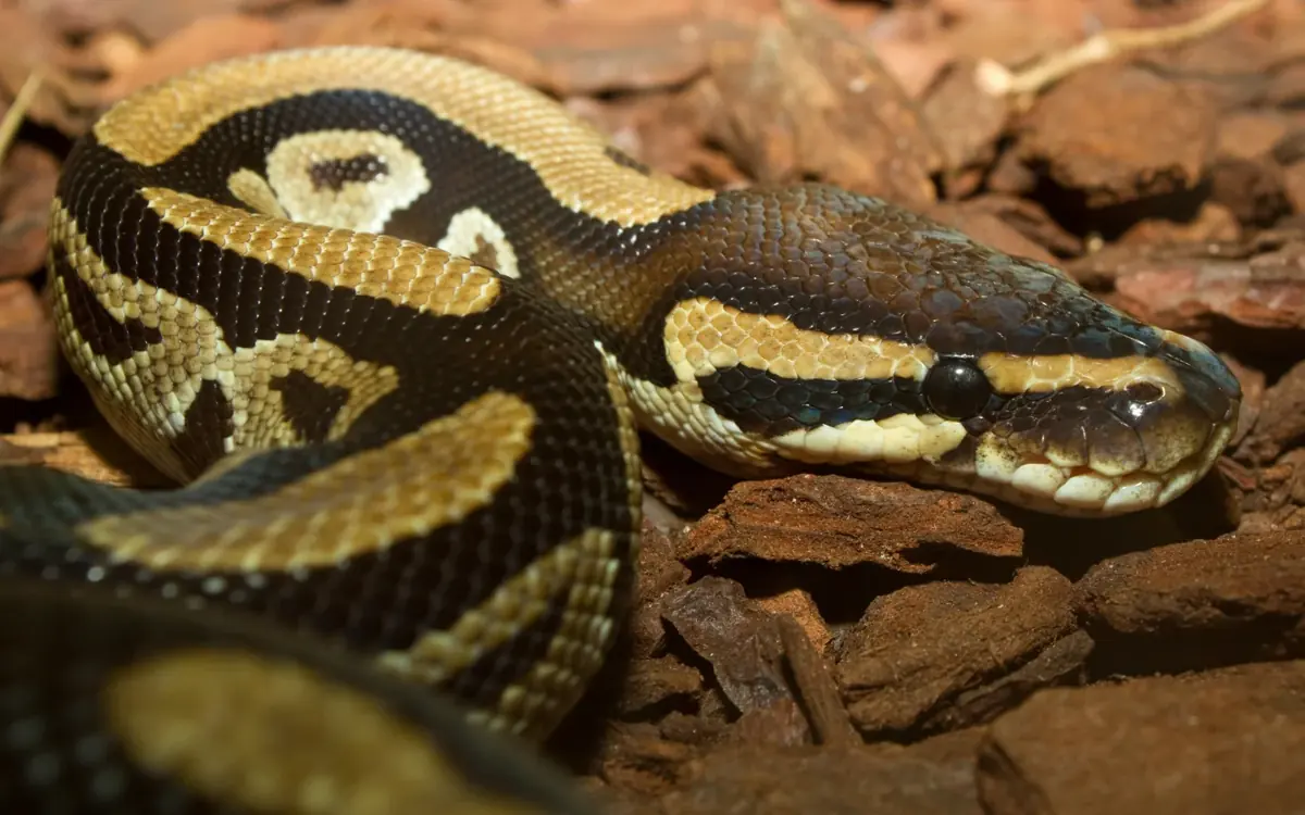 A ball python resting in a loose coil on warm brown bark