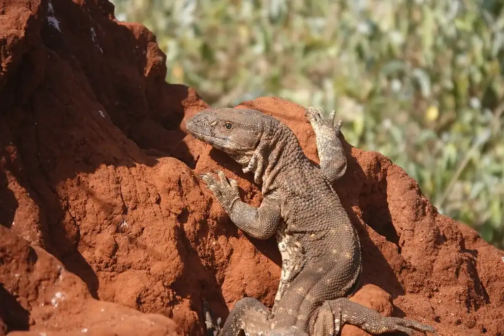Black-throated monitor resting on a reddish earthen mound, with its head and heavy foreleg visible.
