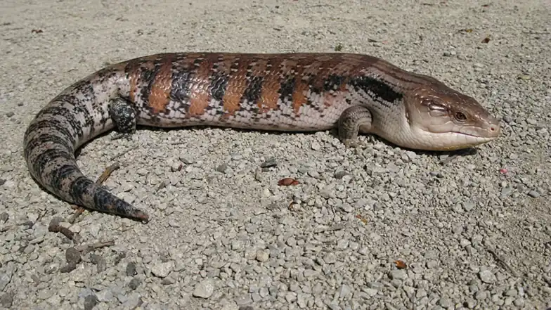 Northern blue-tongued skink with a broad head and banded body resting on gravel.