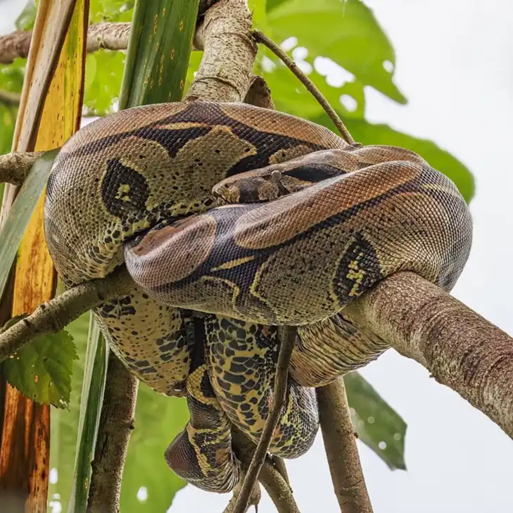 Red-tailed boa coiled over a branch amid green foliage.