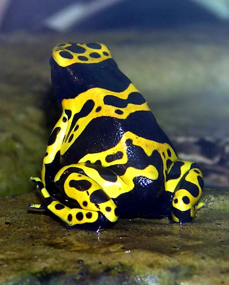 A bumblebee poison dart frog viewed from behind, showing its black and yellow pattern.