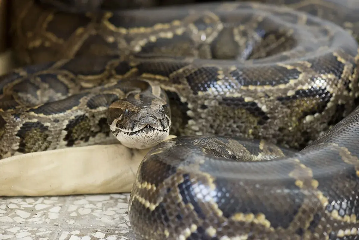 Burmese python resting with its head raised above broad brown patterned coils.