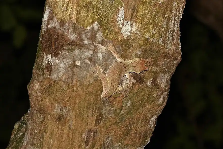 Mossy chahoua gecko camouflaged against tree bark, with its mottled body and gripping toes visible.