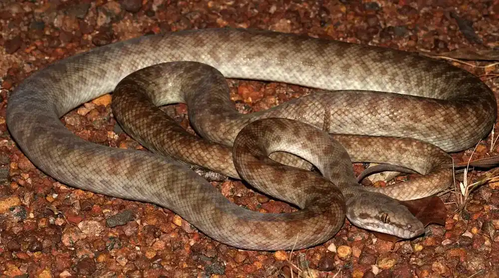 Children’s python resting in loose coils on reddish rocky soil.