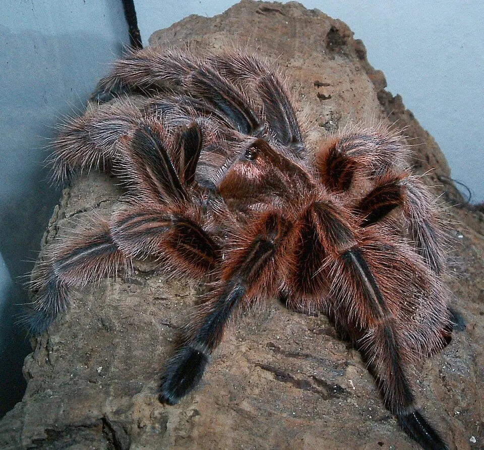 A Chilean rose tarantula resting on a piece of rock.