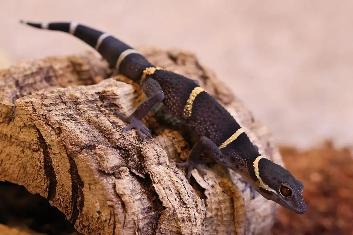 Young Hainan cave gecko standing on cork bark, with yellow bands across its dark body.