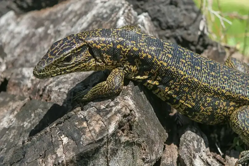 Gold tegu resting on a log, with yellow flecks across its dark head and body.