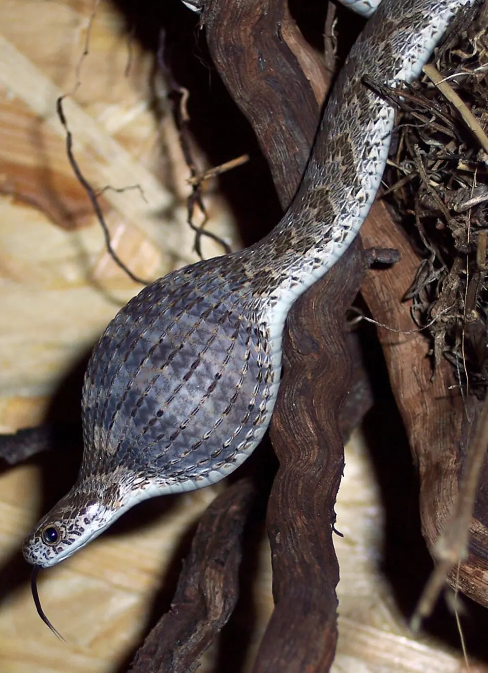 A common egg-eating snake climbing along a vertical branch.