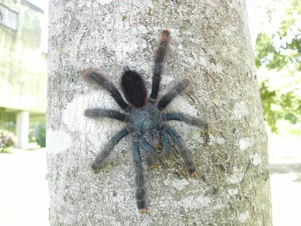 A common pinktoe tarantula on a tree trunk, with its legs spread across the bark.