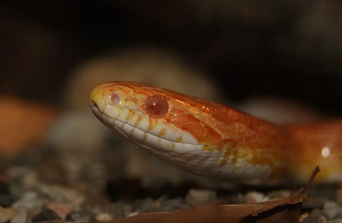 Close-up of an orange and cream corn snake resting on leaf litter.