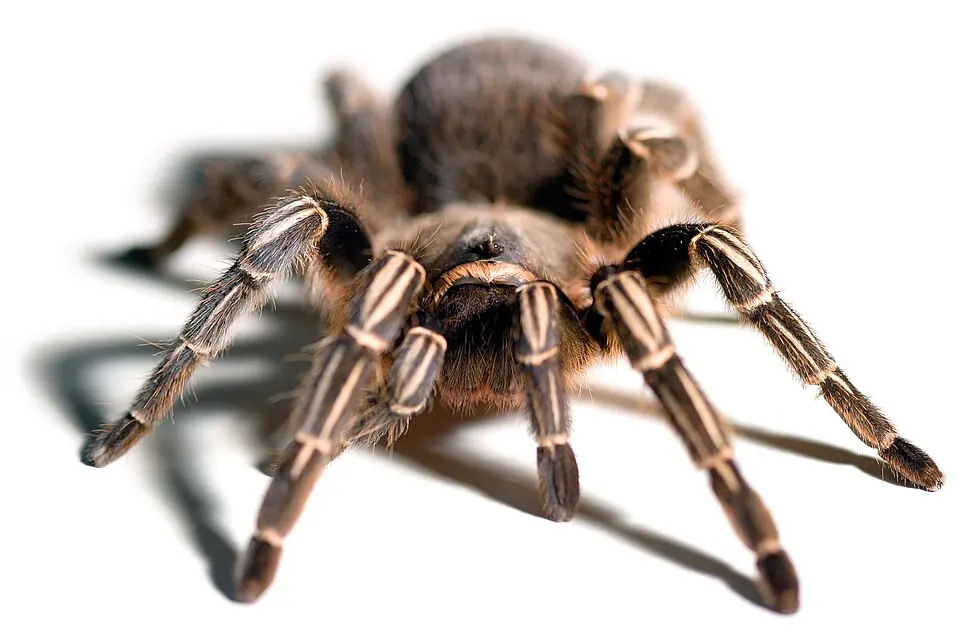 A Costa Rican zebra tarantula viewed from the front, showing pale leg stripes.