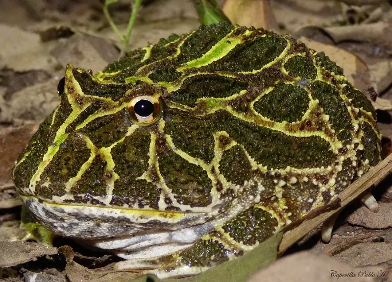 A green and brown Cranwell’s horned frog resting among leaf litter, seen from the front.