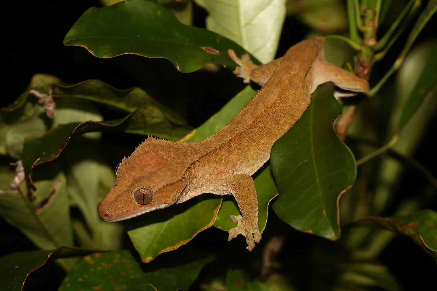 An orange-brown crested gecko gripping broad green leaves