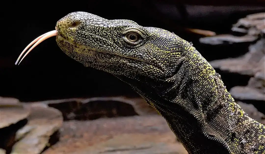 Crocodile monitor in profile, extending its forked tongue from a long spotted head.