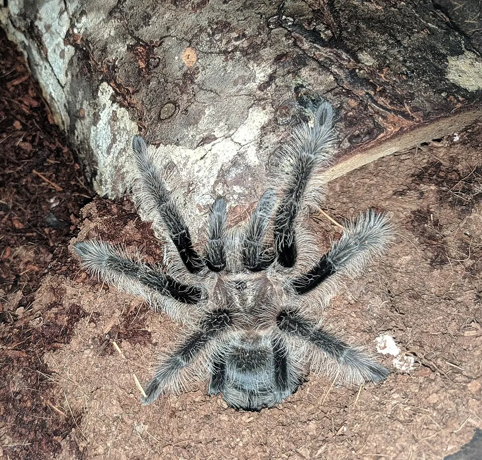 A curly hair tarantula resting on bark with its pale curled hairs visible.