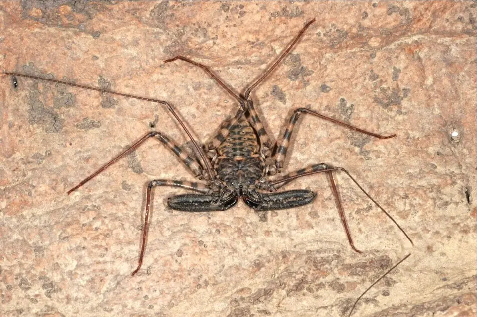 A tailless whip spider on a rough brown surface, with its long sensory legs extended.