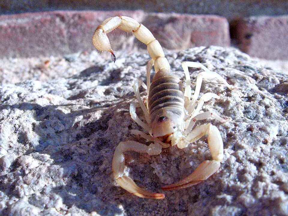 A desert hairy scorpion on stony ground with its pale tail raised.
