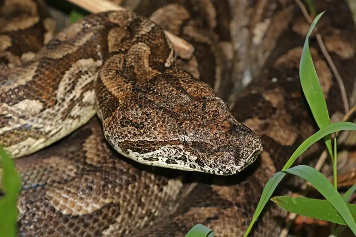 Dumeril’s boa resting on the forest floor, with its broad brown head beside a green sprout.