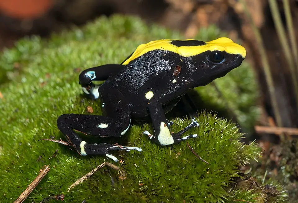 A dyeing poison dart frog on moss, with black legs and a broad yellow back pattern.