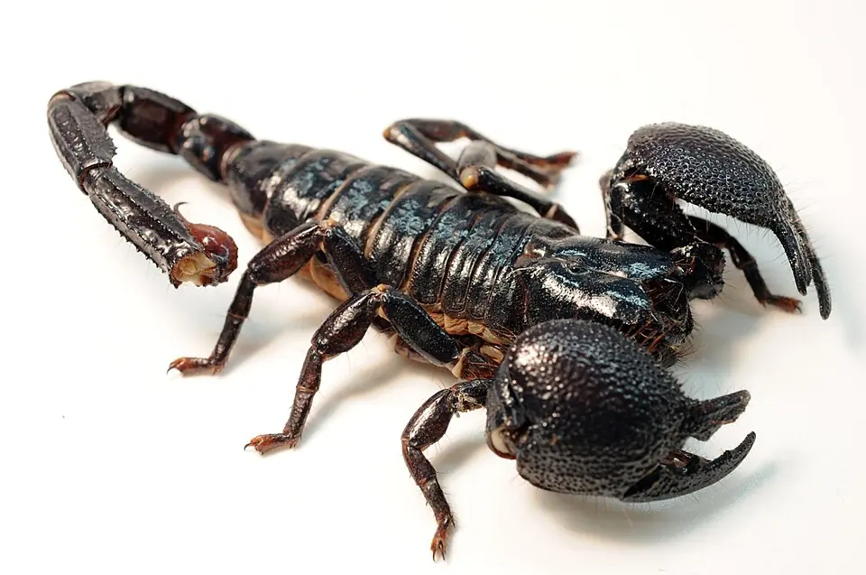 An emperor scorpion photographed from above with its large pincers extended.