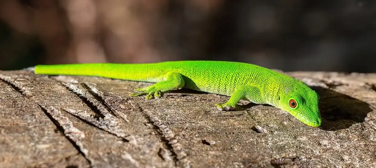 Bright green giant day gecko resting lengthwise on a sunlit log.
