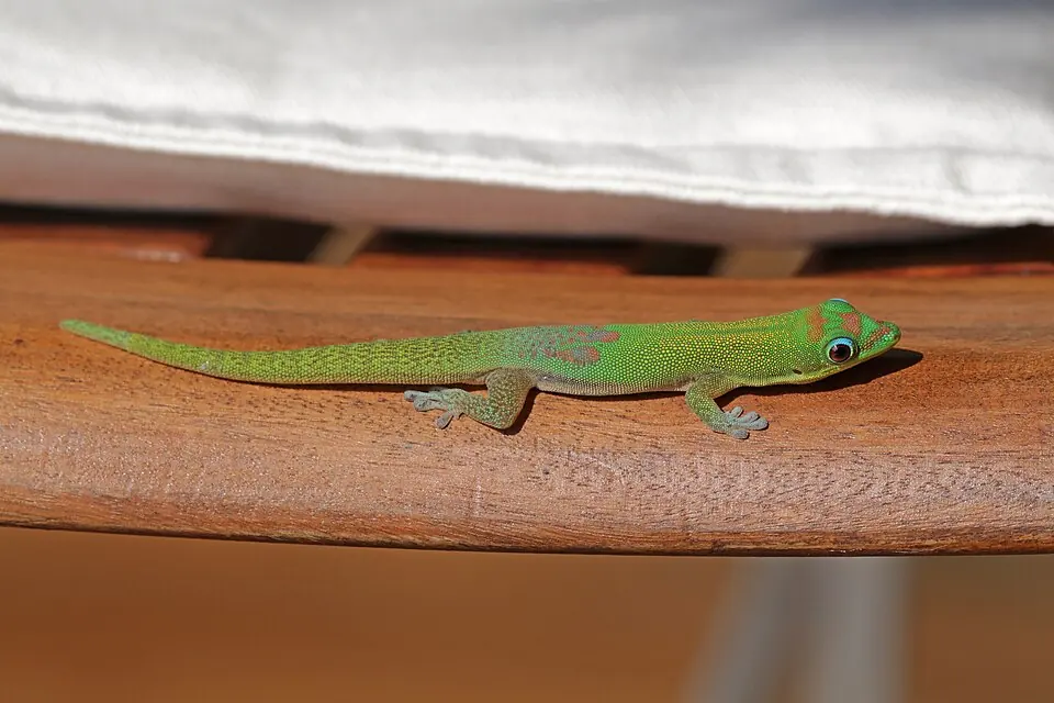 A gold dust day gecko stretched along a wooden rail, with its green body and red markings visible.