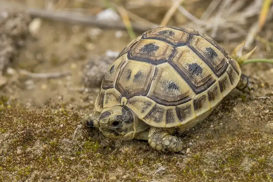 Greek tortoise walking on coarse soil with its head extended beneath a tan patterned shell.