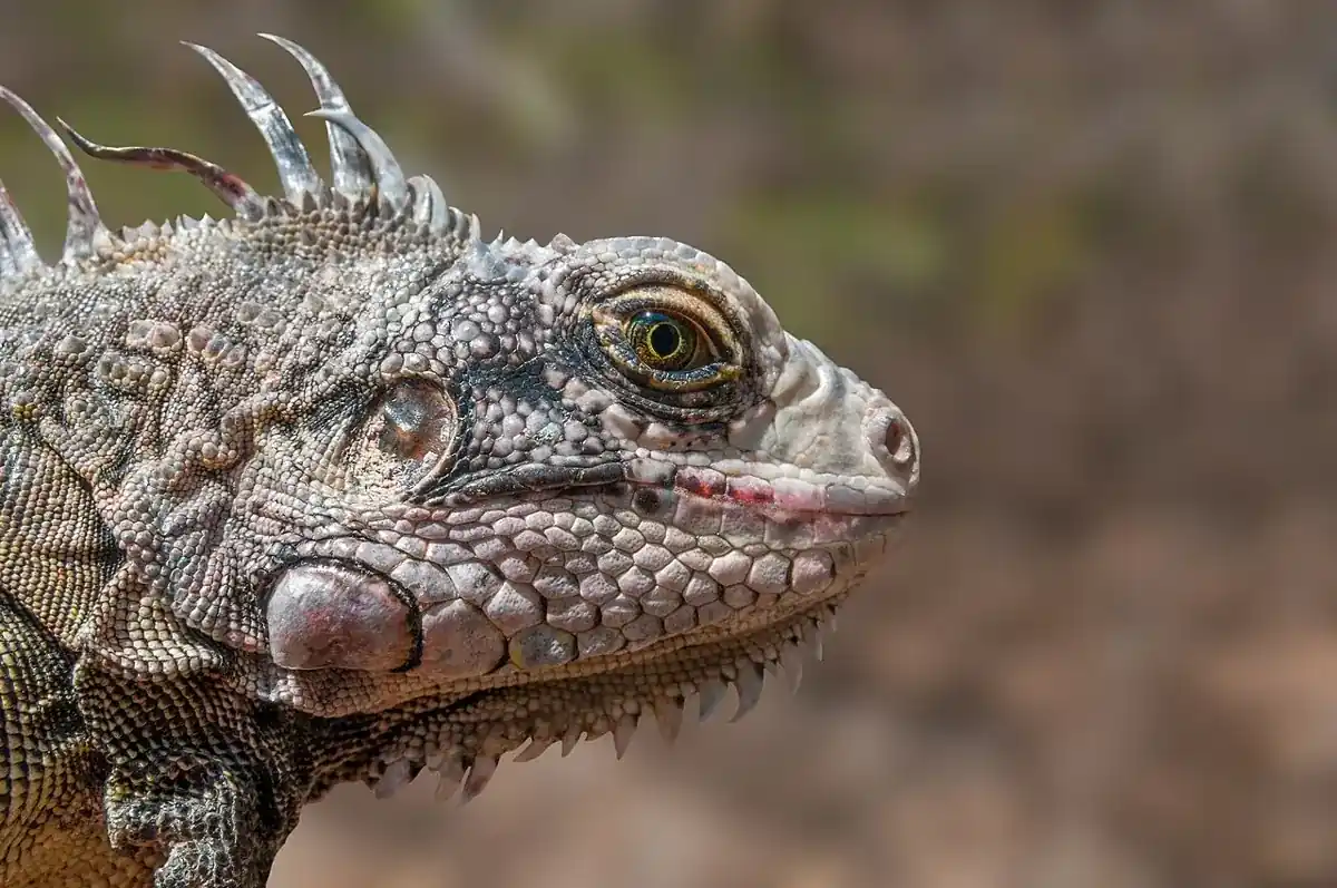 Green iguana in profile, showing its large cheek scale and tall neck spines.