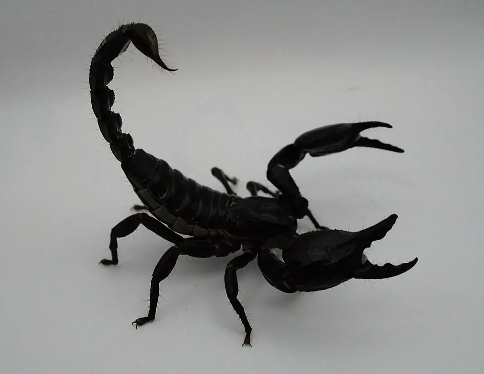 A dark Vietnamese forest scorpion photographed from above on a pale surface.