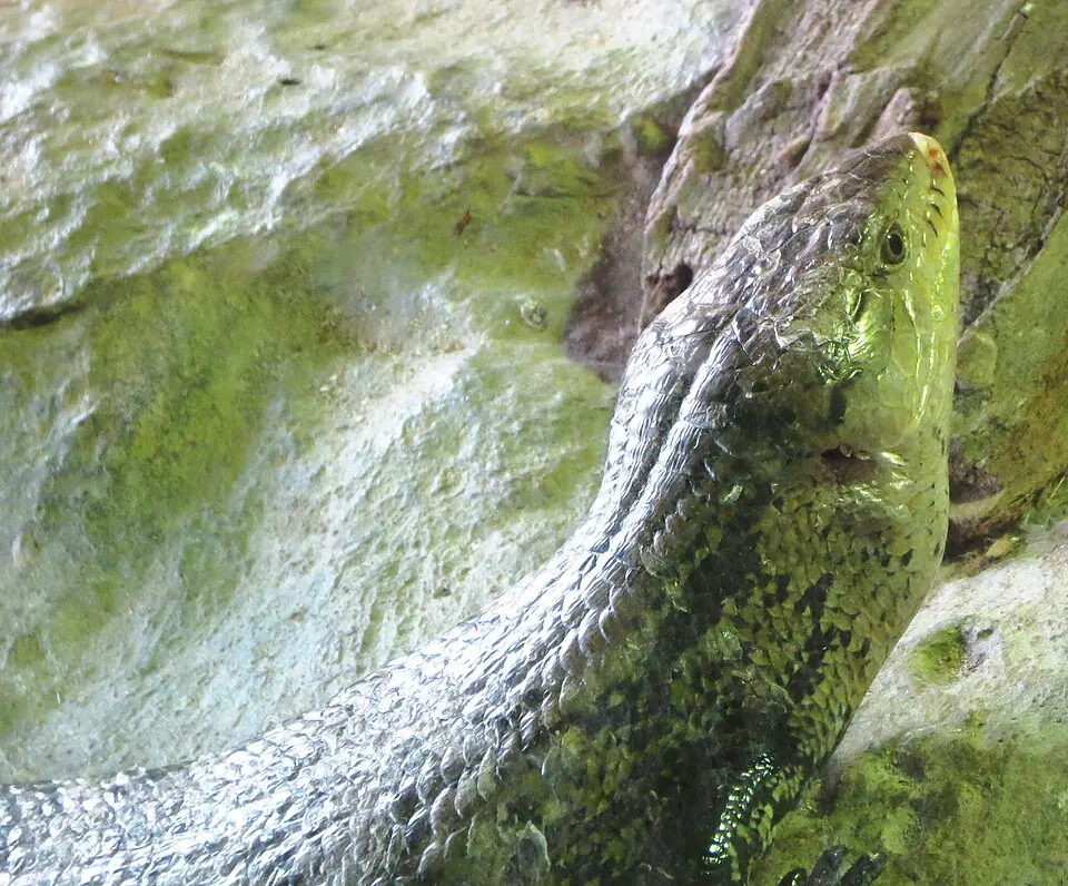 An Indonesian blue-tongued skink with a broad green-gray head beside rock.