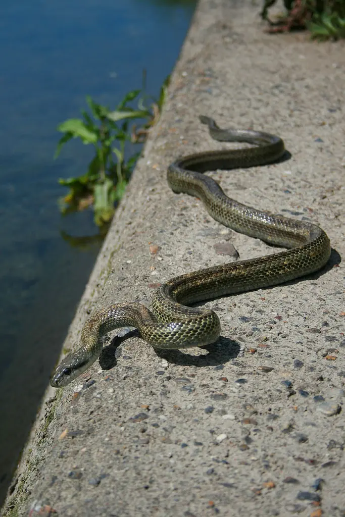 A Japanese rat snake stretched along a sunlit concrete wall.