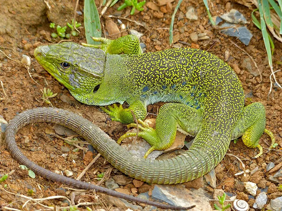 A male jeweled lacerta on pale ground, with blue flank markings visible.