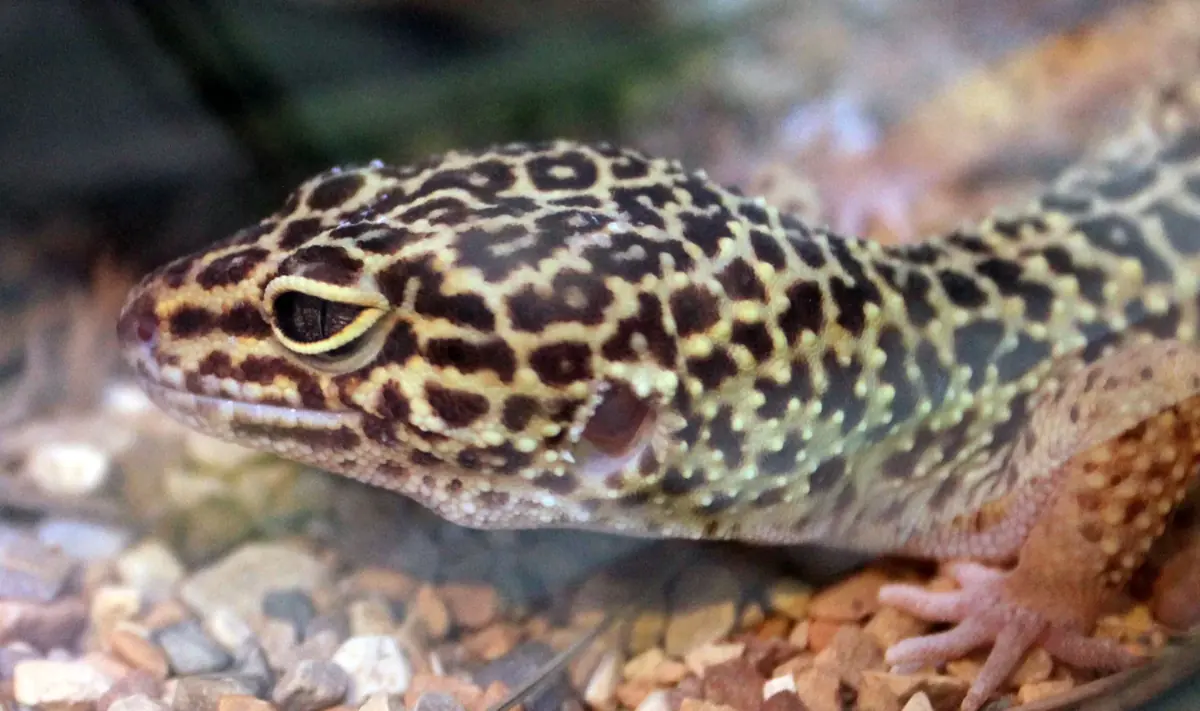 A spotted leopard gecko in close-up beside a piece of bark
