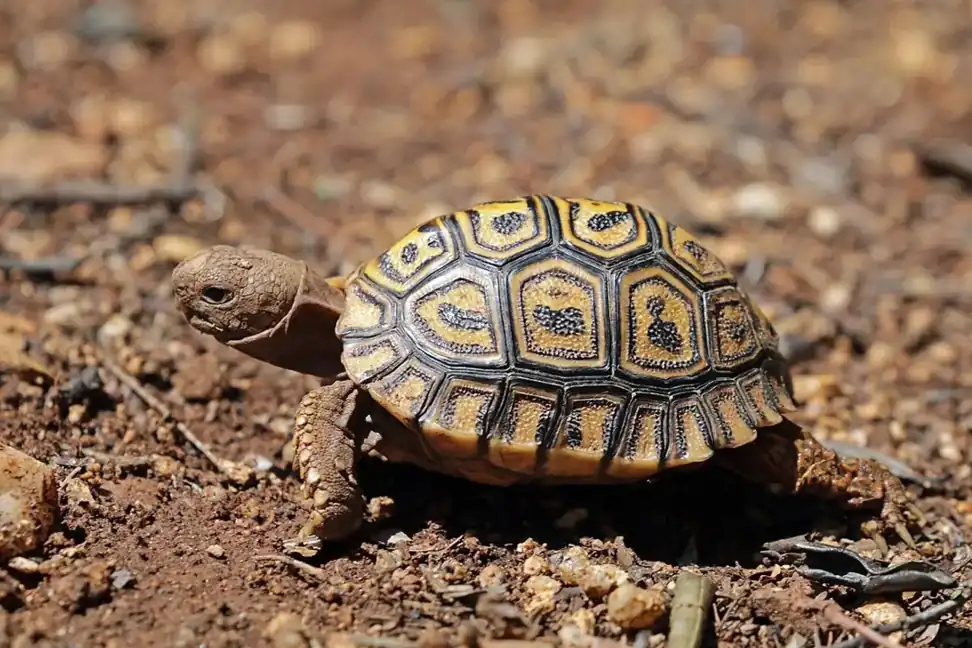 Juvenile leopard tortoise walking across rocky soil with a bright yellow-and-black patterned shell.