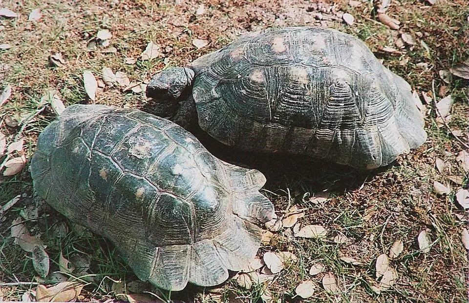 Two marginated tortoises photographed from above on soil and dry leaves.