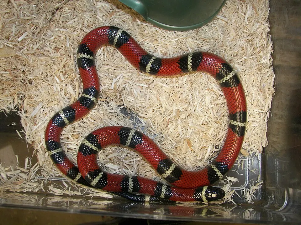 A Mexican milk snake with red, black and cream bands coiled in an enclosure.