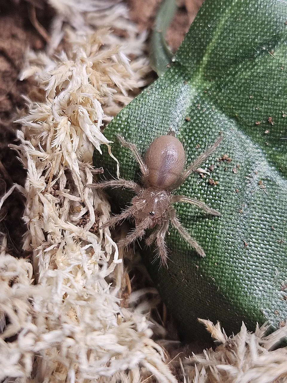 A young Mexican redknee tarantula on green fabric beside pale bedding.