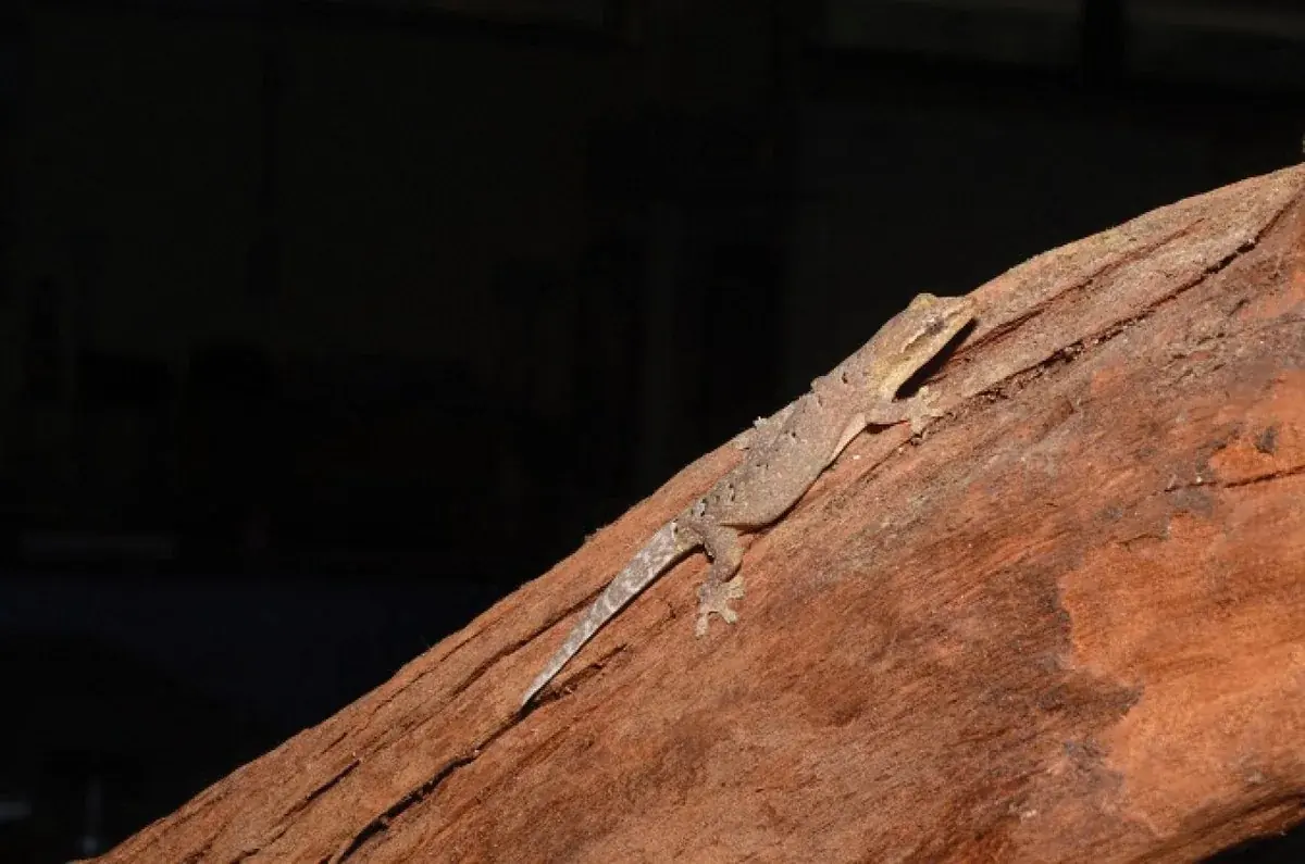 Mourning gecko resting lengthwise on reddish bark against a dark background.