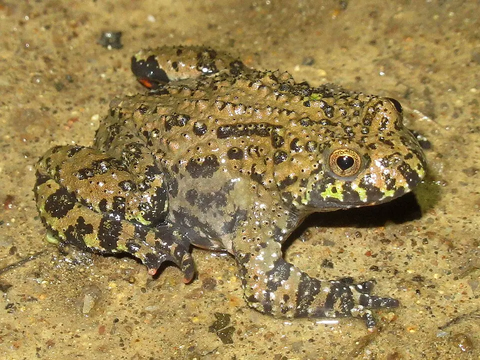 An Oriental fire-bellied toad resting on wet ground, viewed from above.