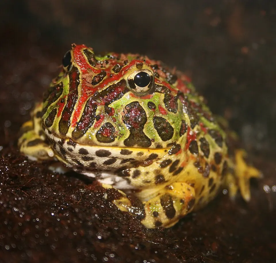 An ornate horned frog resting on dark soil, with green and red markings visible.