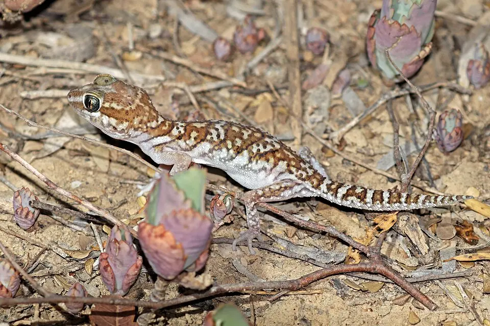 A pictus gecko on dry ground and leaf litter.
