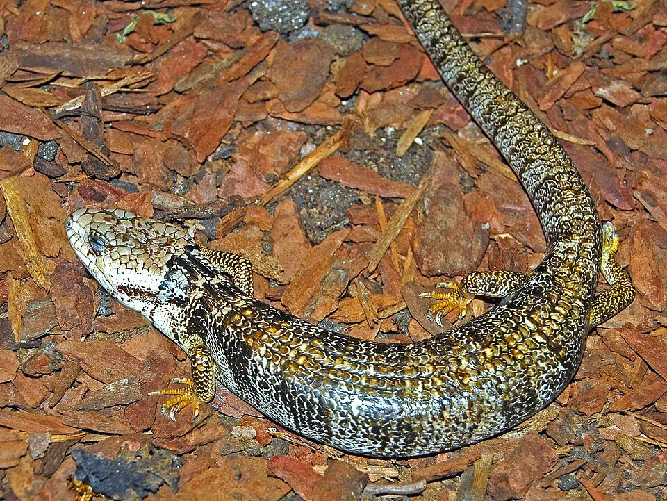 A pink-tongued skink curled on bark chips, with its long patterned body visible.