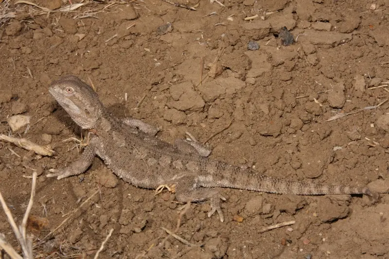 A Rankin’s dragon resting on brown earth, with its long tail extended.